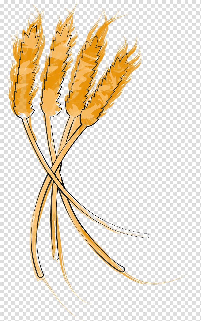 Grasses Cereal Grain Plant stem Food, wheat germ transparent background PNG clipart