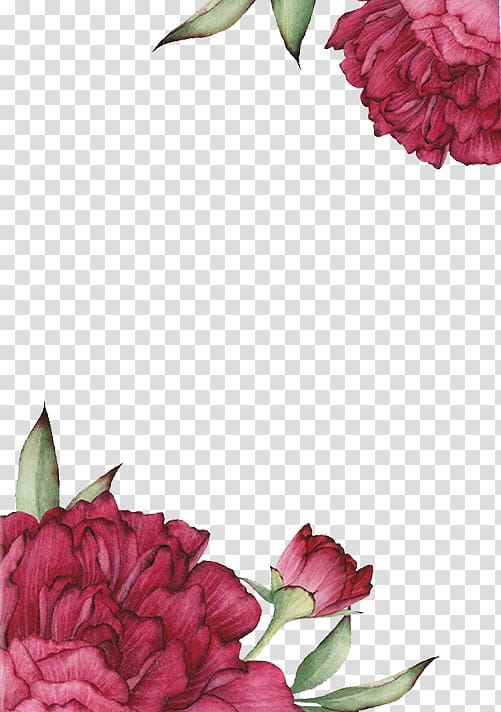 Centifolia roses Flower Drawing, Red rose painted effect, pink flowers close-up transparent background PNG clipart