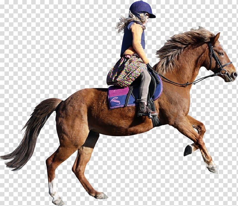 Equestrian Riding horse Bystrzyca , rider transparent background PNG clipart
