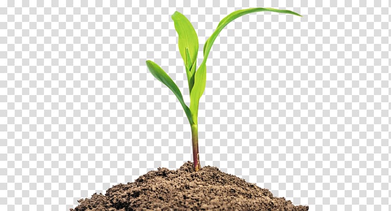 Maize Seedling Baby corn Plant, corn leaves transparent background PNG clipart