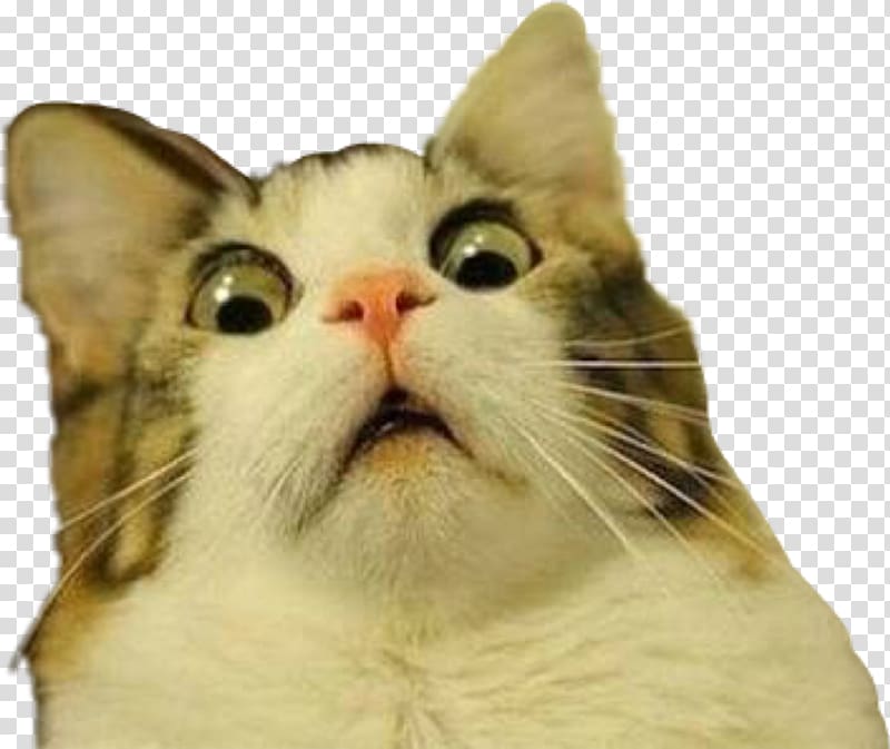 Grumpy Cat YouTube Kitten Lolcat, Cat transparent background PNG clipart
