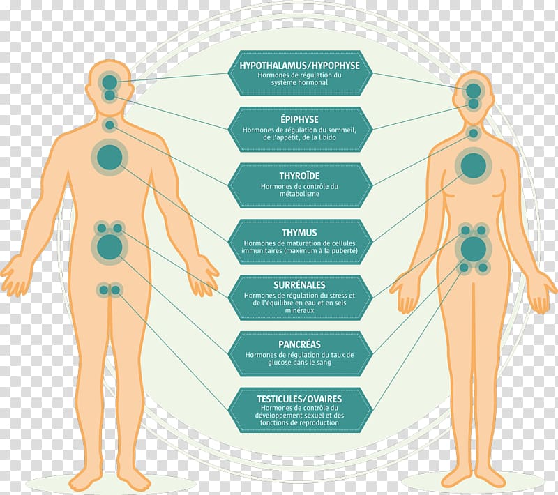 Endocrine system Endocrine disruptor Endocrine gland Homeostasis, restaurant menus transparent background PNG clipart