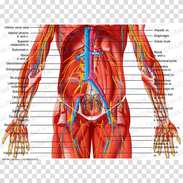 Abdomen Subcostalis muscle Pelvis Human body, CAVA transparent background PNG clipart