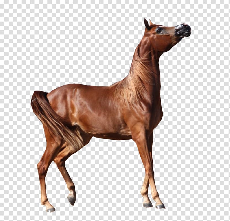 Arabian horse Appaloosa Andalusian horse Bay, arab transparent background PNG clipart