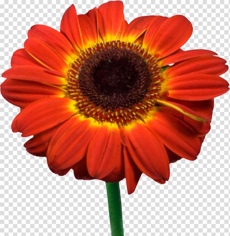 Blanket flowers Transvaal daisy Cut flowers Petal, gerbera transparent background PNG clipart