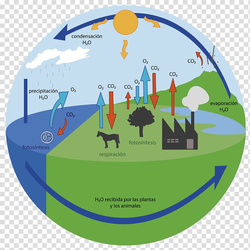 Oxygen cycle Carbon cycle Carbon dioxide Water cycle, bicycle transparent background PNG clipart