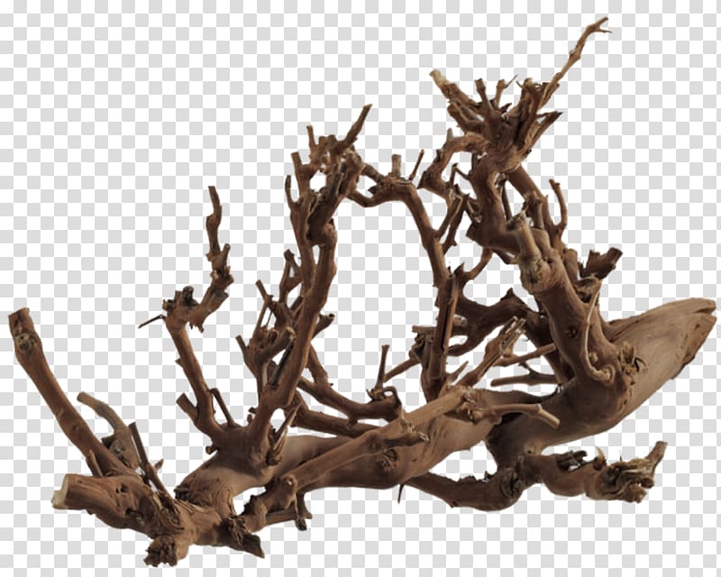 Tree Roots , root transparent background PNG clipart