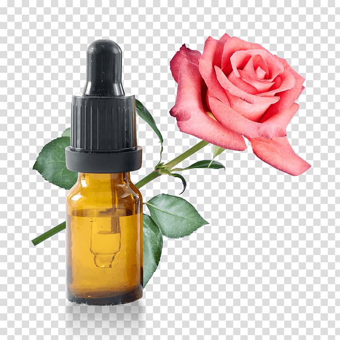 Lotion Cosmetics Herbal distillate Rose water Garden roses, oil transparent background PNG clipart