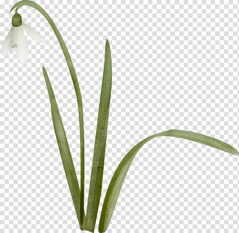 Snowdrop Цветы Lily of the valley Landishi , lily of the valley transparent background PNG clipart