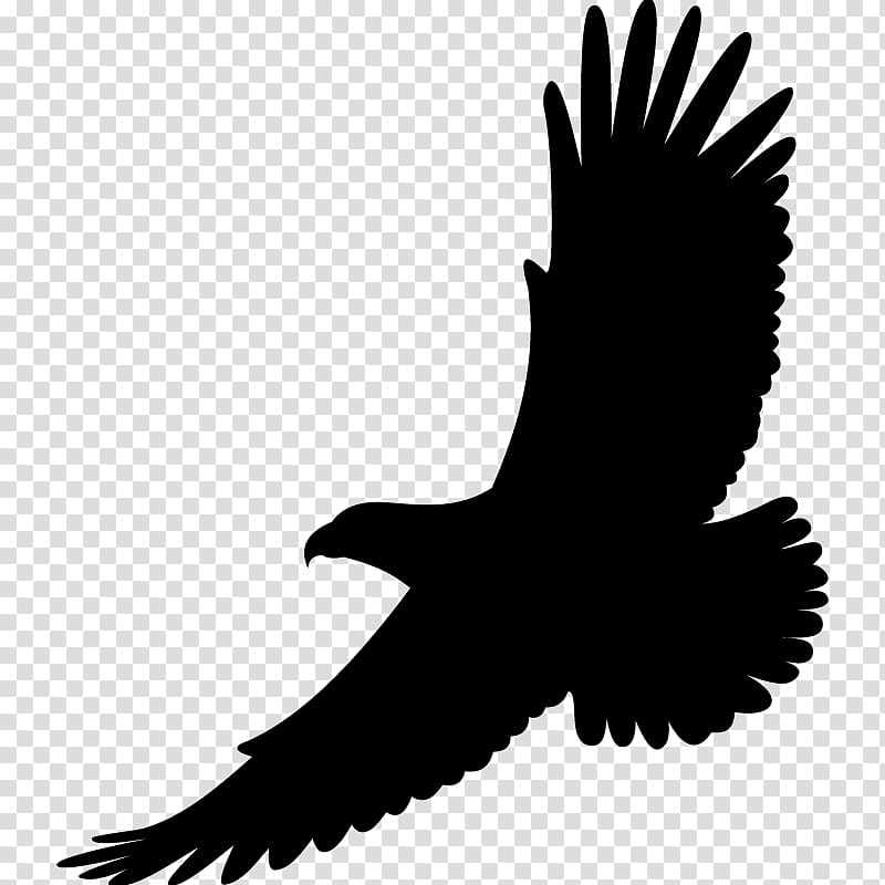 Bird Drawing White-tailed Eagle Bald Eagle, eagle wings tattoo transparent background PNG clipart