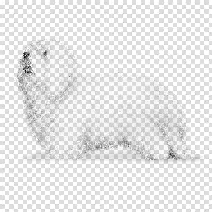 Maltese dog Coton de Tulear Havanese dog Bolognese dog Lhasa Apso, puppy transparent background PNG clipart