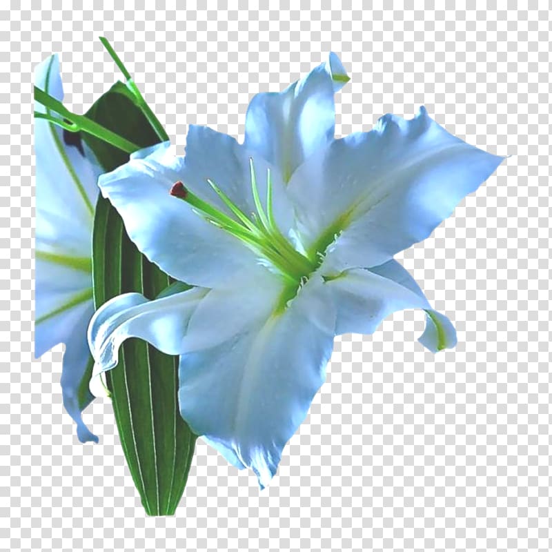 Lilium Blue Cut flowers Fleur-de-lis, fleur-de-lys transparent background PNG clipart