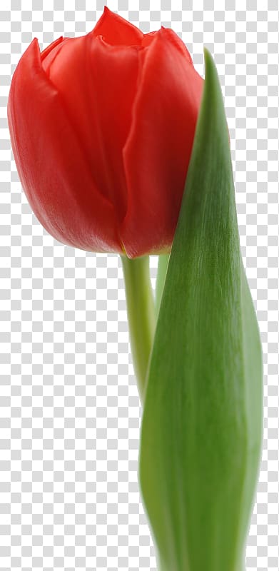 Tulip Red White Flower bouquet, tulip transparent background PNG clipart