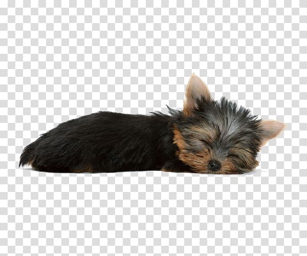 black and brown Yorkshire terrier puppy illustration, Yorkshire Terrier Dachshund Poodle Chihuahua Pomeranian, Sleeping Dogs transparent background PNG clipart