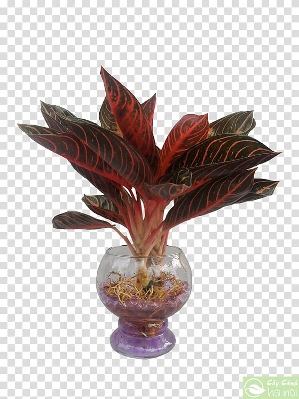 Leaf Dracaena fragrans Ornamental plant Tree Arecaceae, Leaf transparent background PNG clipart