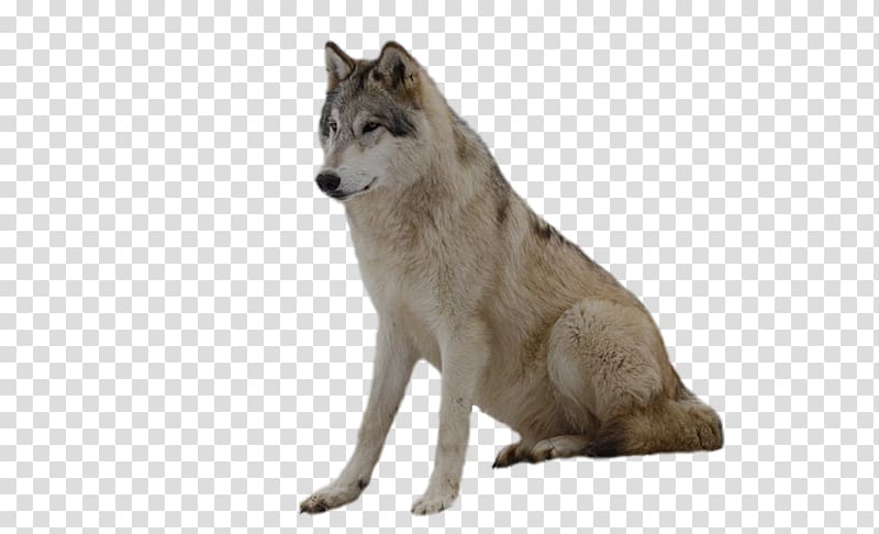 Dog , wolf , , transparent background PNG clipart