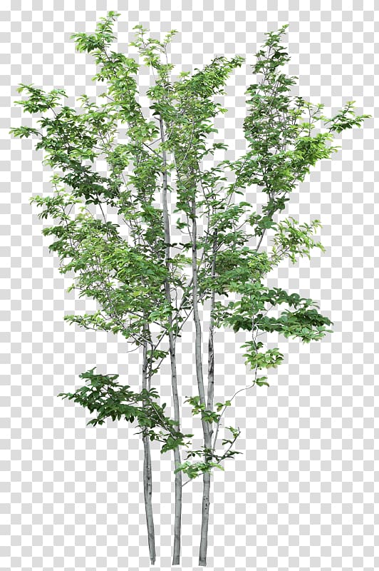 Amazon.com Flower preservation Rose Birch, Qn transparent background ...