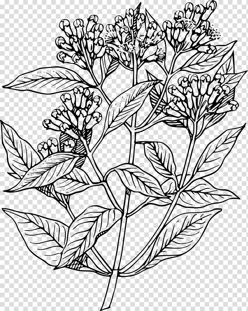 Drawing Apple Mint Herb , herbs transparent background PNG clipart