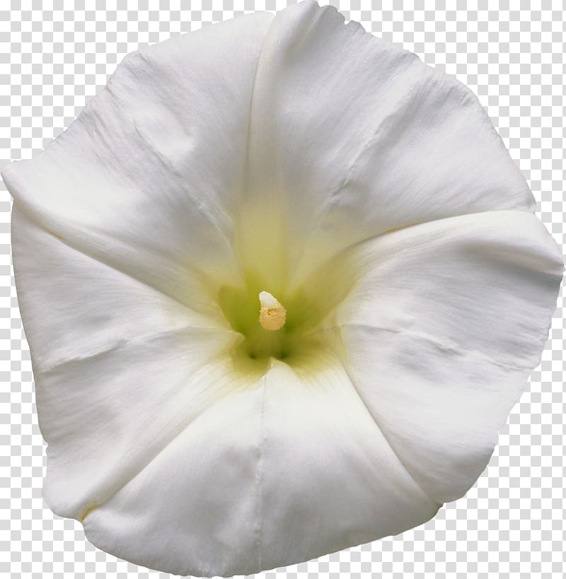 Man-hater Morning glory Tropical white morning-glory Solanales Mallows, white flower transparent background PNG clipart