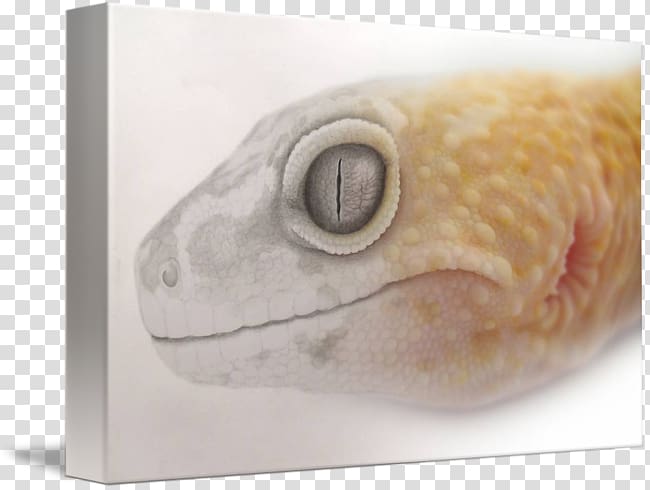 Common leopard gecko Lizard Gallery wrap Common leopard gecko, leopard gecko transparent background PNG clipart