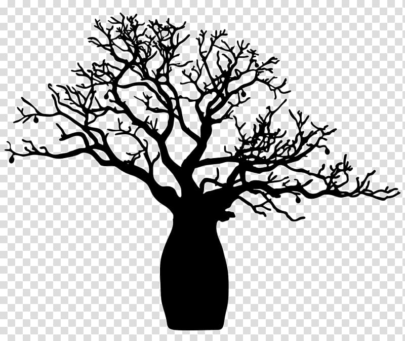 Twig Adansonia gregorii Drawing Tree Adansonia digitata, tree transparent background PNG clipart