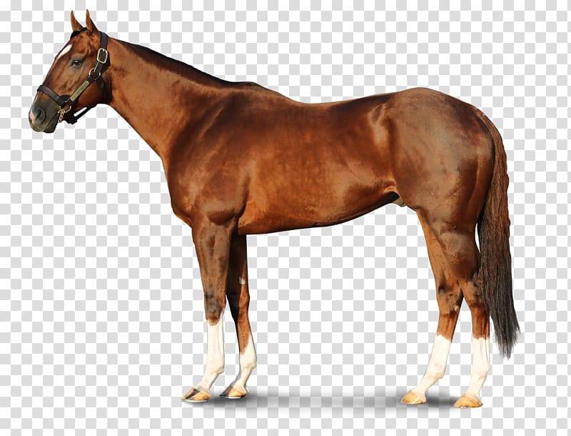 Thoroughbred Stallion WinStar Farm Foal Darby Dan Farm, others transparent background PNG clipart