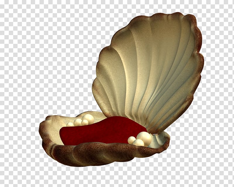 Seashell Pearl Mollusc shell , maritime transparent background PNG clipart