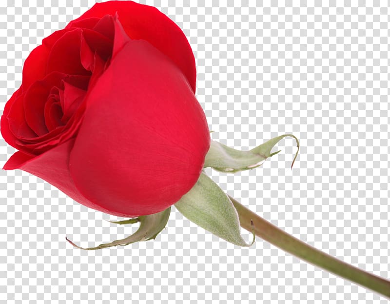 Valentine\'s Day Love Garden roses Message Vinegar valentines, rose transparent background PNG clipart