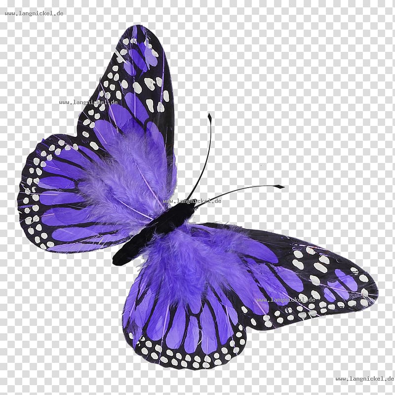 Butterfly Violet Color Blue Feather, spring material transparent background PNG clipart
