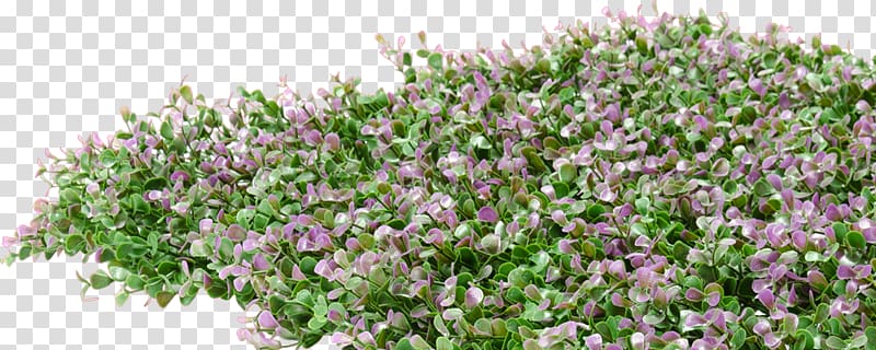 English lavender French lavender Shrub Groundcover, lavender hedge transparent background PNG clipart