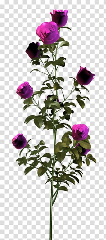 Planta rose. Planta Rosa одежда. Треко planta Rosa. Roza Gul vector.