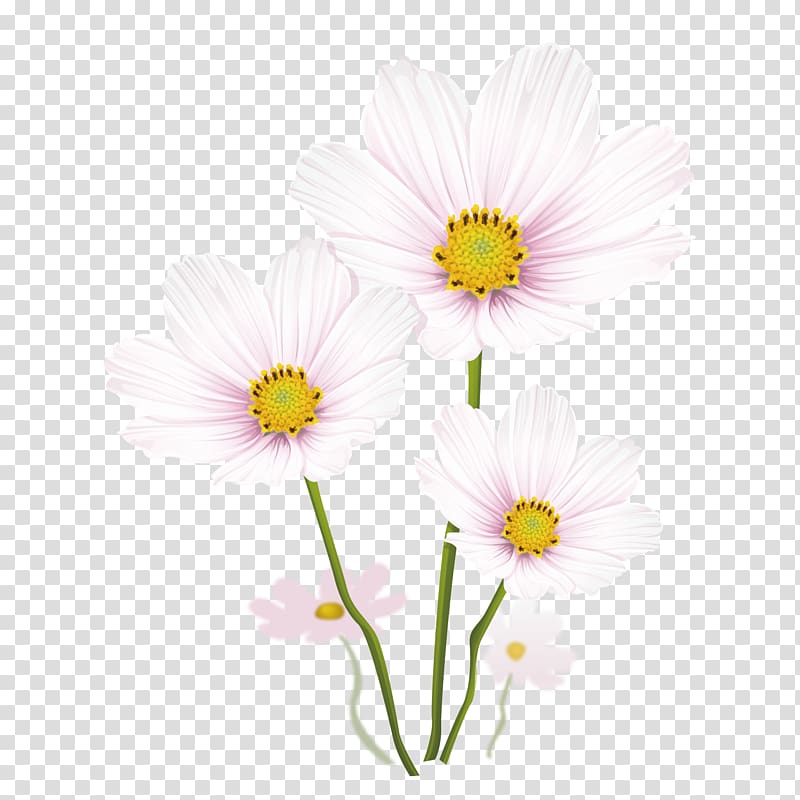 Drawing Common daisy Illustration, White chrysanthemum material transparent background PNG clipart