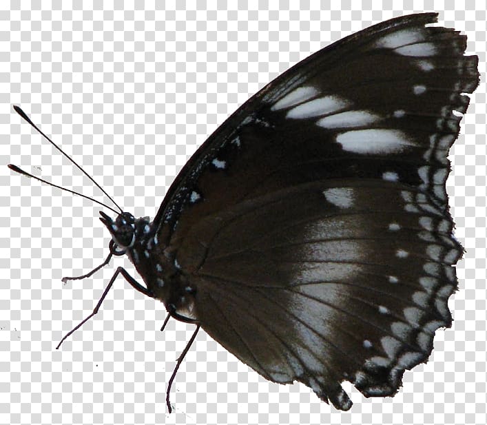 Brush-footed butterflies Pieridae Gossamer-winged butterflies Butterfly, butterfly transparent background PNG clipart