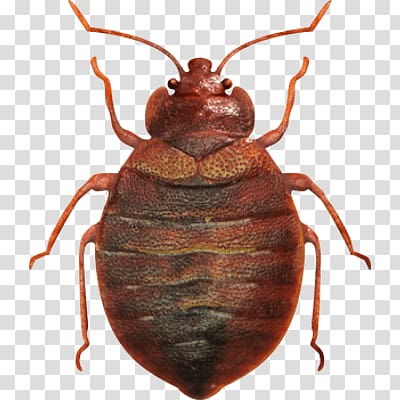 Bed bug transparent background PNG clipart