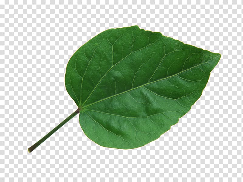 Leaf To the Lighthouse Plant, Leaves leaves transparent background PNG clipart