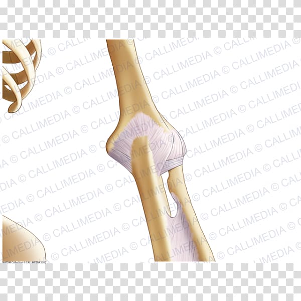 Thumb Elbow Shoulder Ligament Anatomy, Skeleton transparent background PNG clipart