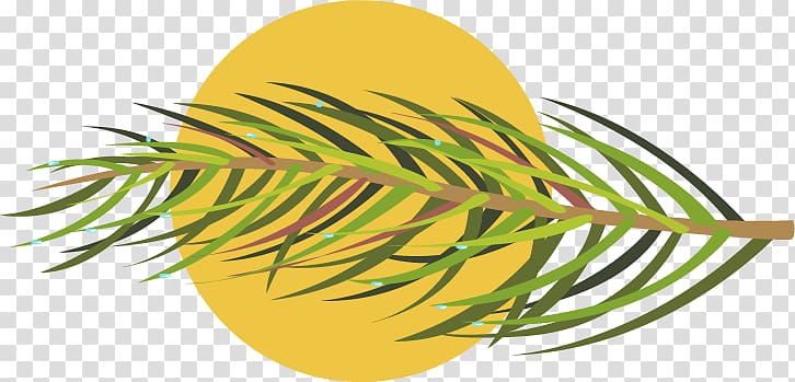 Grasses Leaf Plant stem , pine needles transparent background PNG clipart