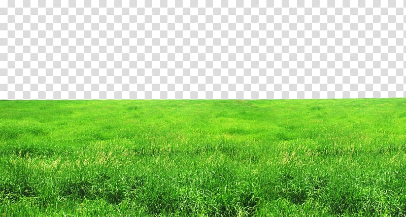 grass field, Grassland Ecosystem Lawn Grasses , FIG green grass transparent background PNG clipart