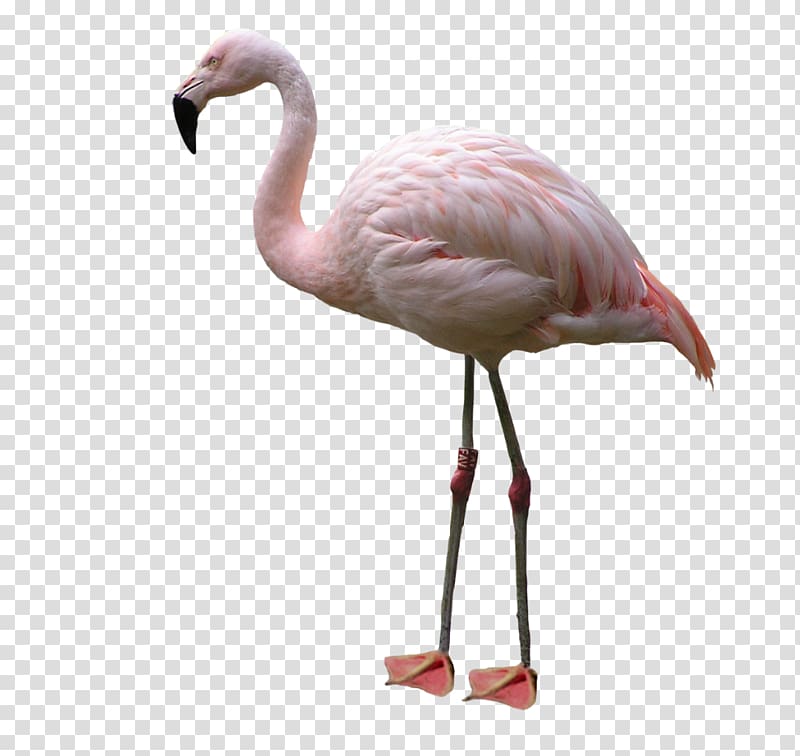 pink and white flamingo bird, Bird American flamingo, Flamingo transparent background PNG clipart
