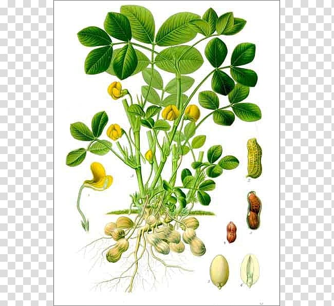 Köhler\'s Medicinal Plants Peanut Botany Biological life cycle, plant transparent background PNG clipart