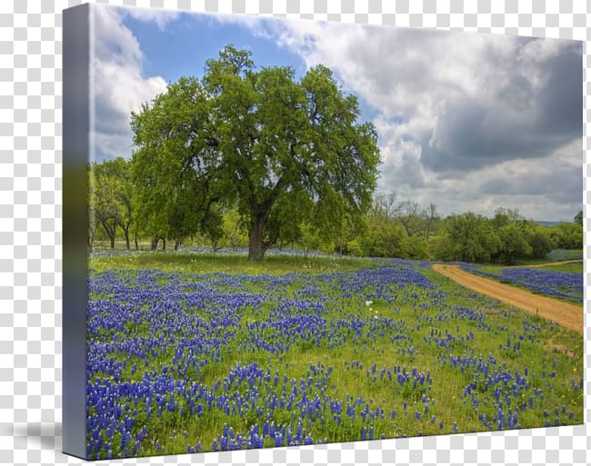 Bluebonnet Texas Hill Country Painting Art, Texas Hill Country transparent background PNG clipart