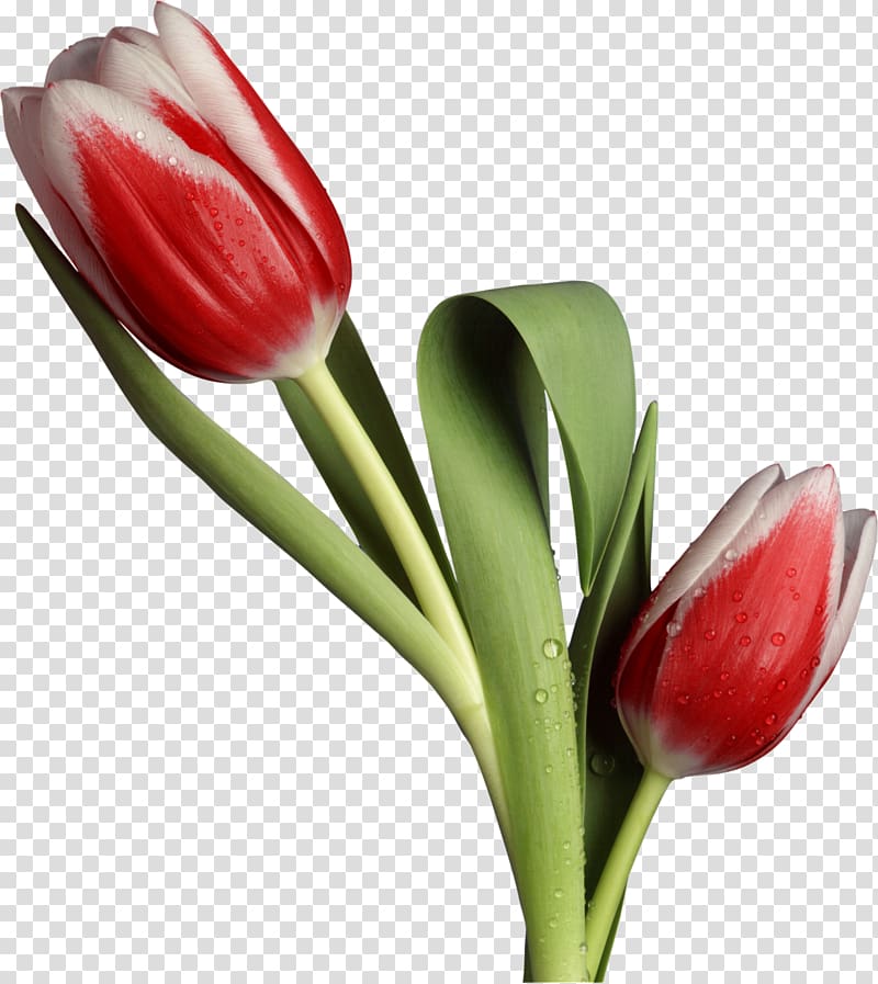 Flower Tulip Desktop Husband, FLORES transparent background PNG clipart