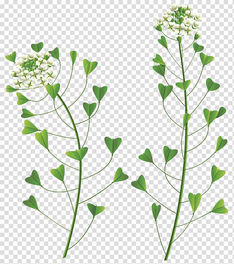 two green leafed plants with flowers, Flower , Wild Flower transparent background PNG clipart