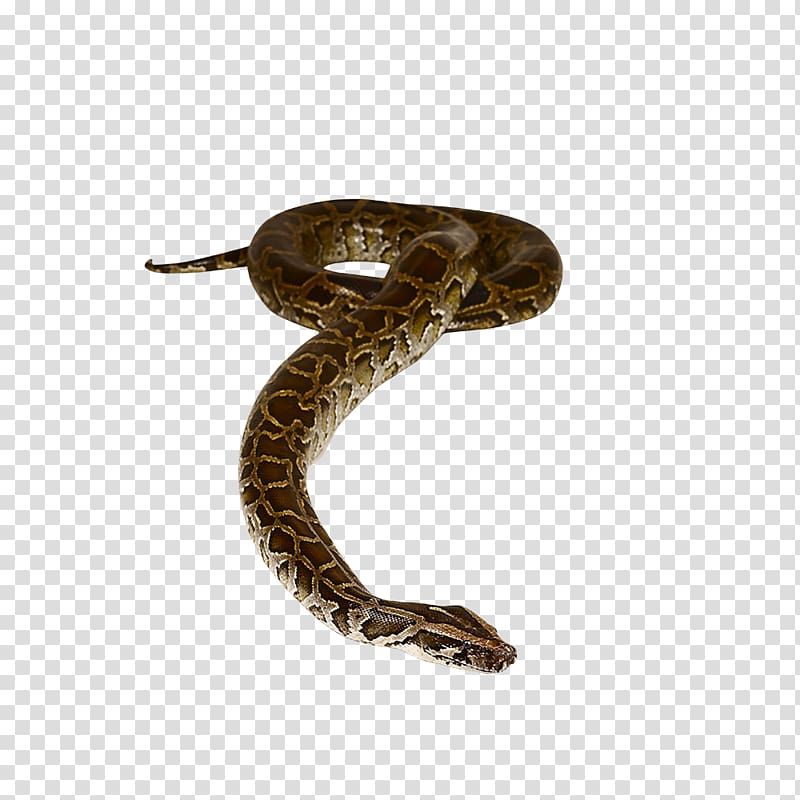 All about Snakes Non-fiction Book, snake transparent background PNG clipart.