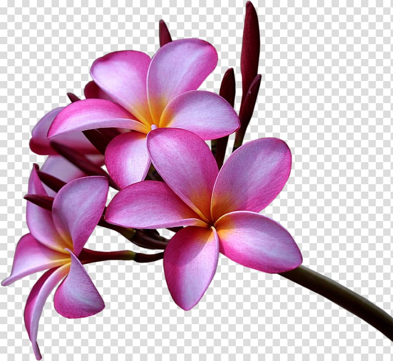 purple orchid flowers plumeria rubra plumeria alba flower desktop frangipani transparent background png clipart hiclipart purple orchid flowers plumeria rubra