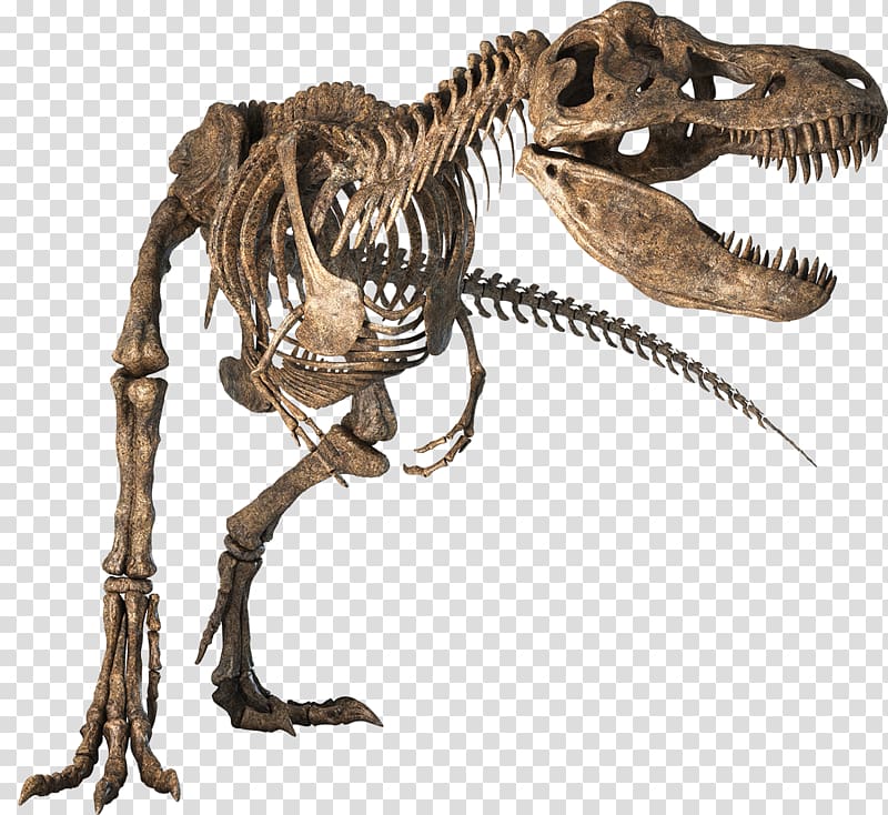 Tyrannosaurus Velociraptor Dinosaur Skeleton Bony fishes, Skeleton transparent background PNG clipart