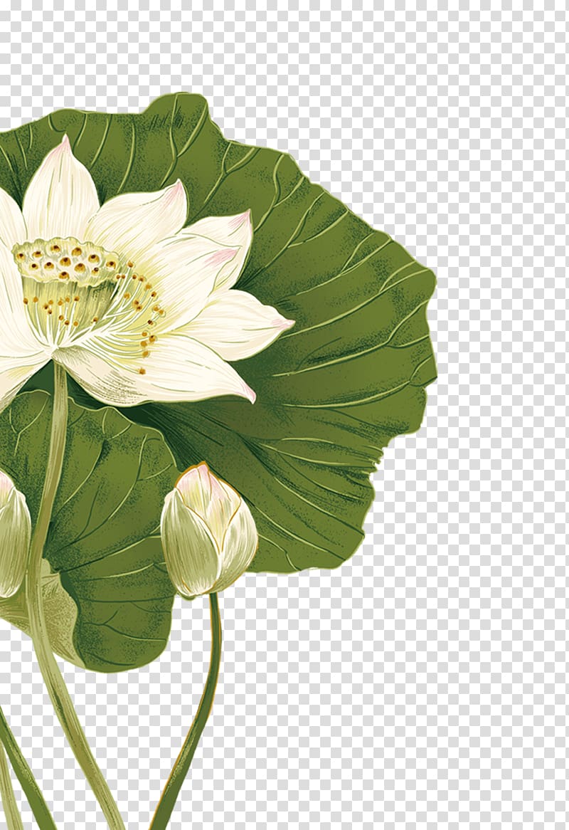 white flowers with green leaf , Nelumbo nucifera Flower Illustration, Lotus transparent background PNG clipart