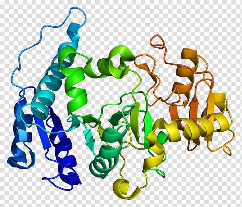 Protein Data Bank Adenylosuccinate lyase deficiency Enzyme, others transparent background PNG clipart