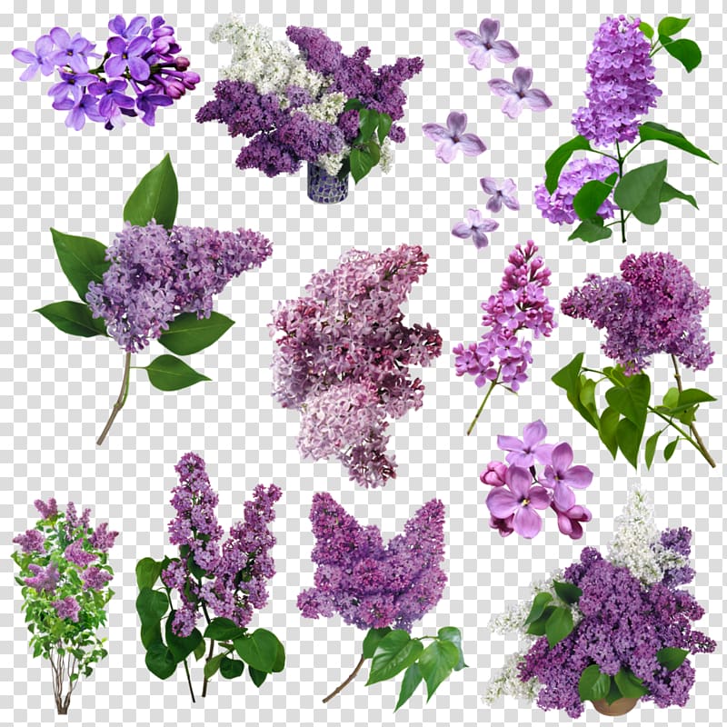 Lilac Flower Purple Violet, FLORES transparent background PNG clipart