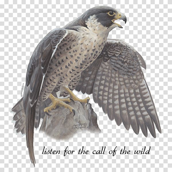 Hawk Jim Morris Environmental T-Shirt Co. The peregrine falcons, Peregrine Falcon transparent background PNG clipart